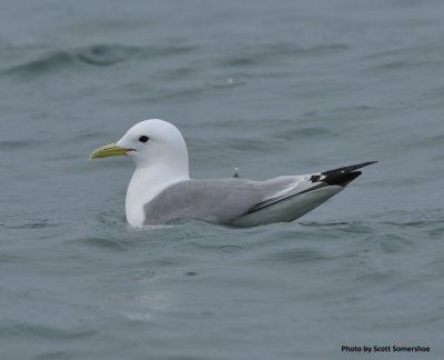 Black-legged Kittiwake, Homer Spit