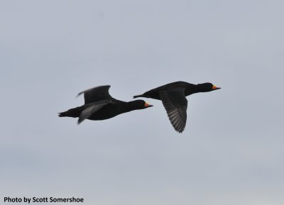 Black Scoter, Kachemak Bay