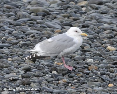 Cook Inlet Gull (Glaucous-winged x Herring hybrid), Homer Spit