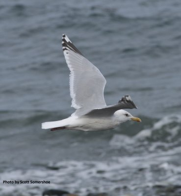 Cook Inlet Gull (Glaucous-winged x Herring hybrid), Homer Spit