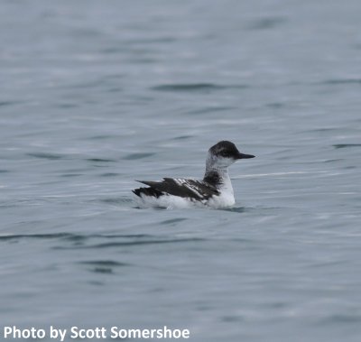 Pigeon Guillemot, Kachemak Bay