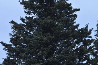 Porcupine in tree with Stellers Jay, Homer AK