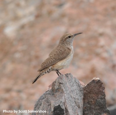 Rock Wren, Chatfield SP