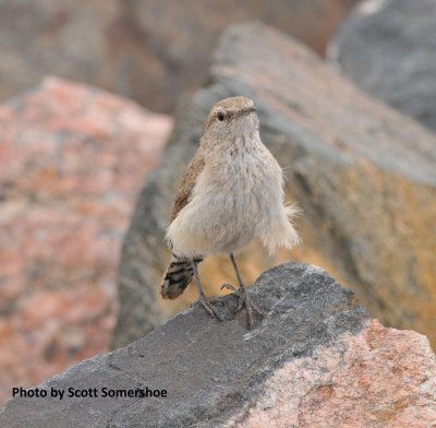 Rock Wren, Chatfield SP