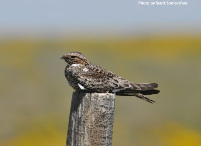 Common Nighthawk, Pawnee NG