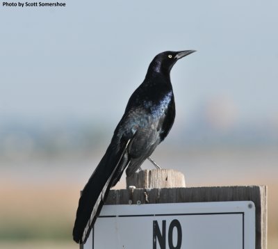 Great-tailed Grackle, Lower Latham Res, Weld Co.