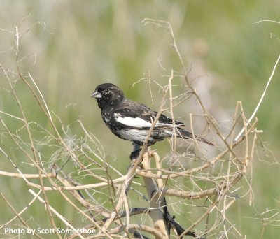 Lark Bunting, Pawnee NG