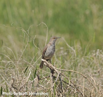 Sage Thrasher, Pawnee NG