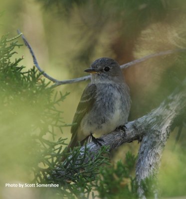 Gray Flycatcher, Phantom Canyon, Fremont Co.