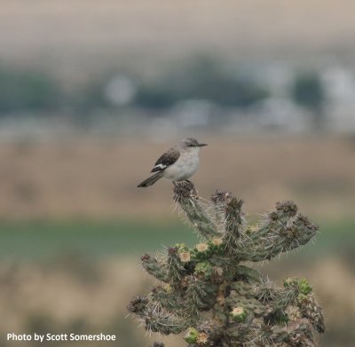 Northern Mockingbird, Meridian Rd, near Hanover Rd, El Paso Co.