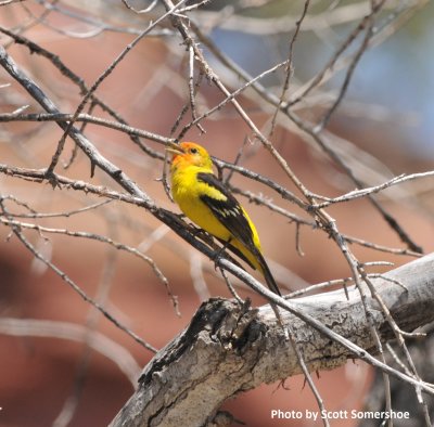 Western Tanager, Phantom Canyon, Fremont Co.