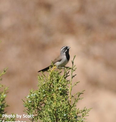 Black-throated Sparrow, Coal Canyon, Mesa Co.