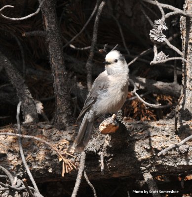 Gray Jay, Echo Lake near Mt Evans