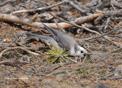 Gray Jay, Echo Lake near Mt Evans