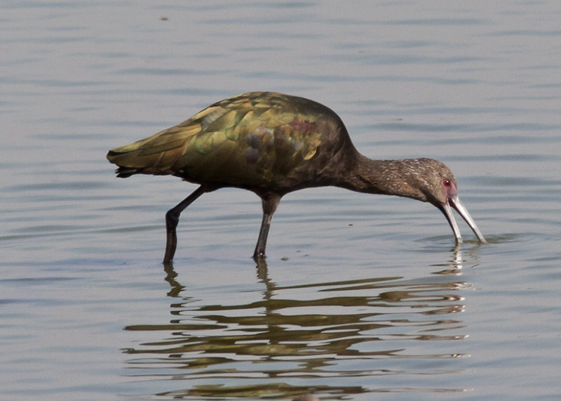 White-faced Ibis