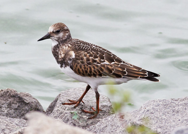 Ruddy Turnstone