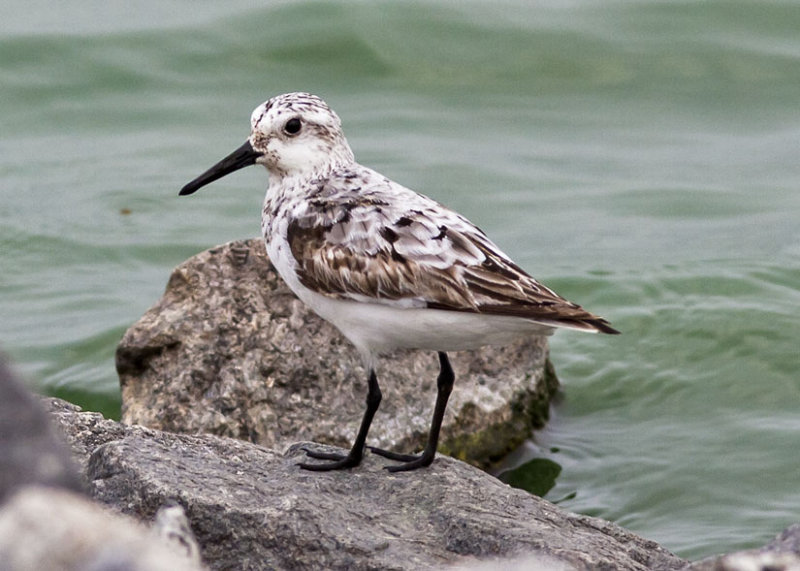 Sanderling