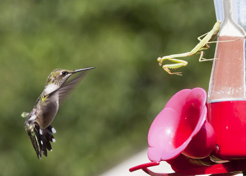 Ruby Throated Hummer  and Praying Mantis