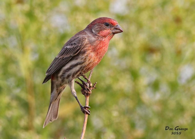 House Finch