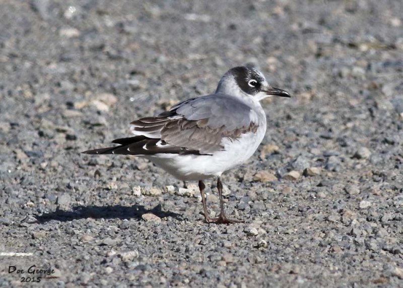 Franklins Gull