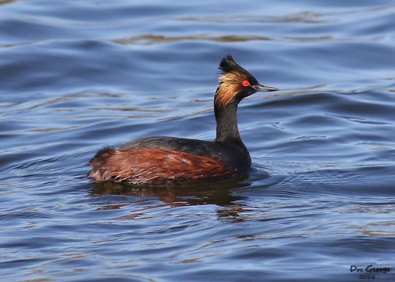 Eared Grebe