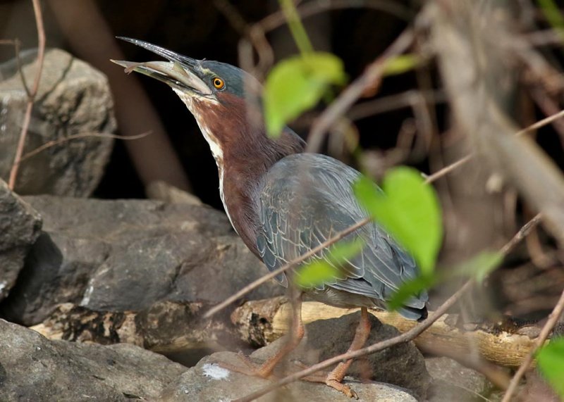 Green Heron having lunch