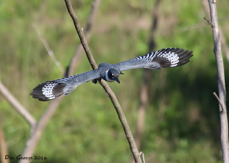 Belted Kingfisher