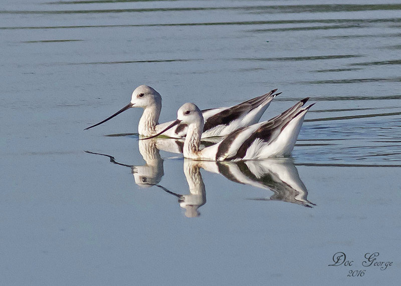 American Avocets