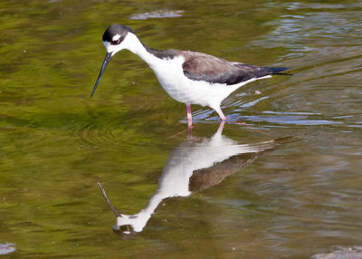 Black-necked Stilt