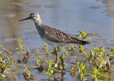 Solitary Sandpiper