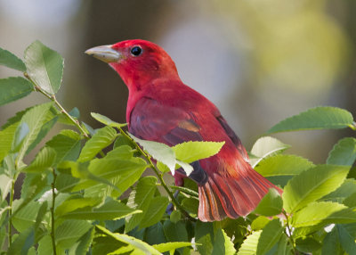 Summer Tanager