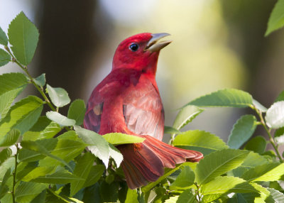 Summer Tanager