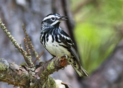 Black & White Warbler