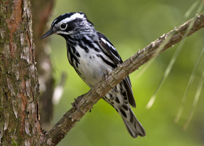 Black & White Warbler