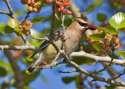 Cedar Waxwing