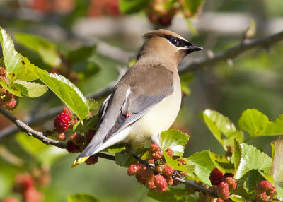 Cedar Waxwing