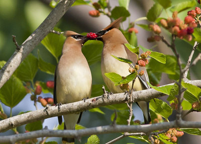 Cedar Waxwing