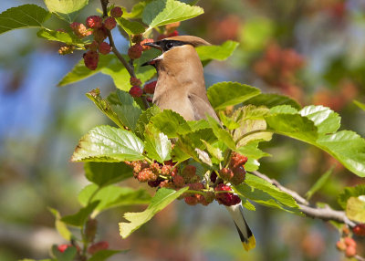 Cedar Waxwing