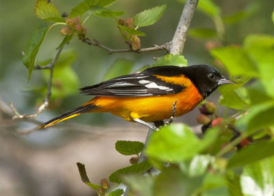 Baltimore Oriole