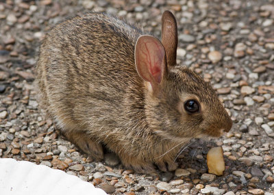 Baby Cottontail