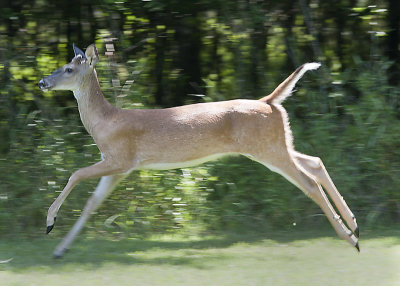 White Tail Deer - Arkansas Post