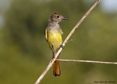 Great Crested Flycatcher