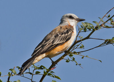 Juvenile Sissor-tailed Flycatcher