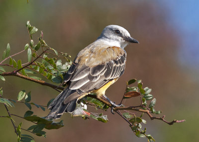 Juvenile Sissor-tailed Flycatcher