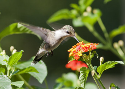 Ruby-throated Hummingbird