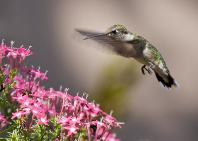 Ruby-throated Hummingbird