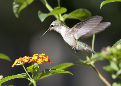 Ruby-throated Hummingbird