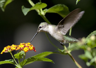 Ruby-throated Hummingbird