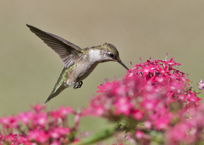 Ruby-throated Hummingbird