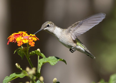 September 2013 Hummingbirds
